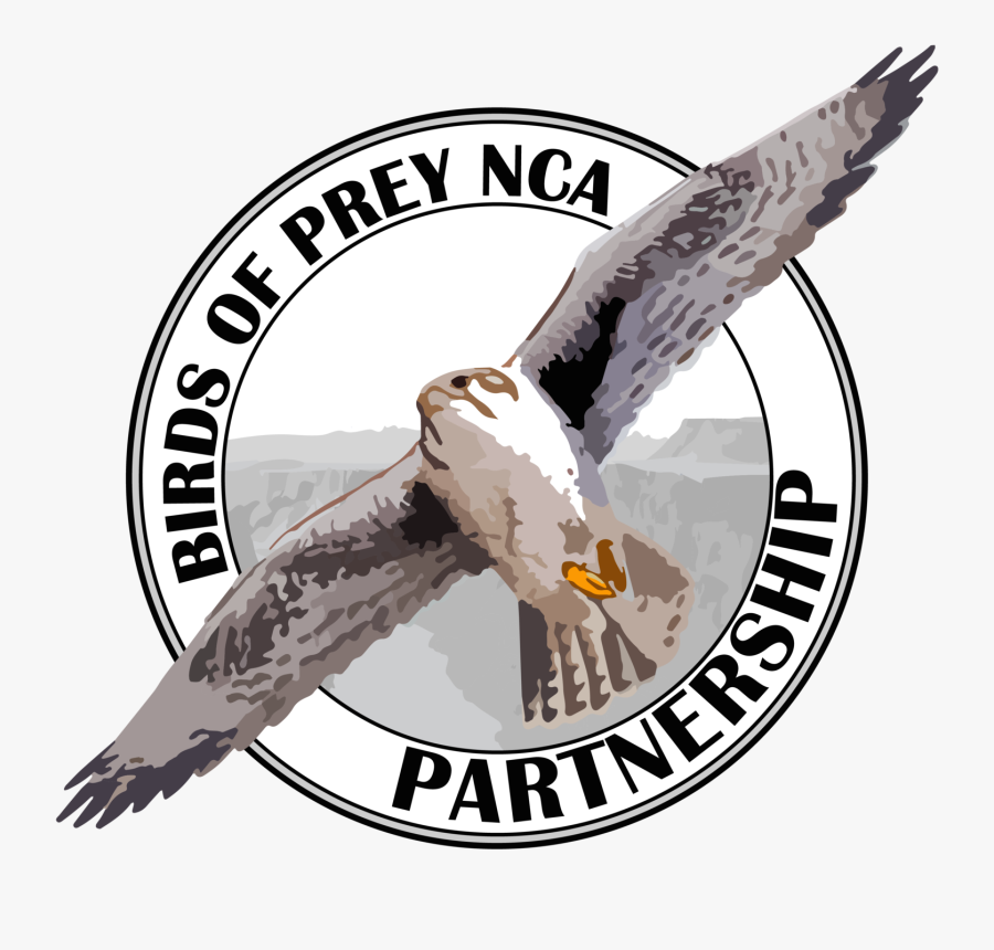 Vector Hawks Raptor Bird - Birds Of Prey Nca Partnership, Transparent Clipart