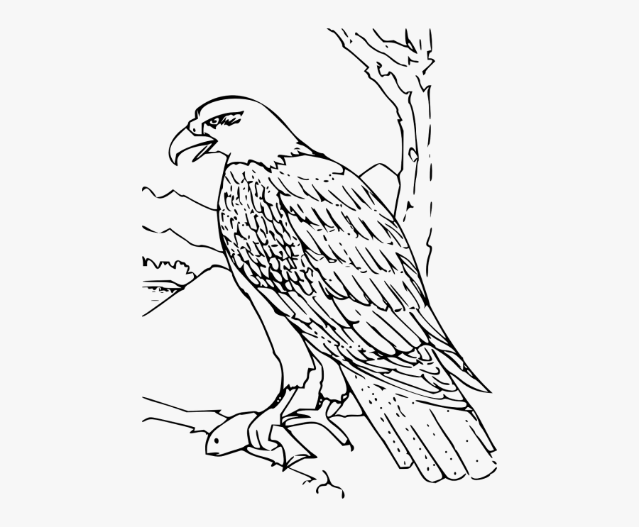 Bird Animal Free Photos - Hawk Clipart Black And White, Transparent Clipart