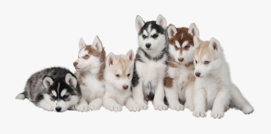 Siberian Husky Puppy Maltese Dog Morkie - Husky Puppy Png, Transparent Clipart