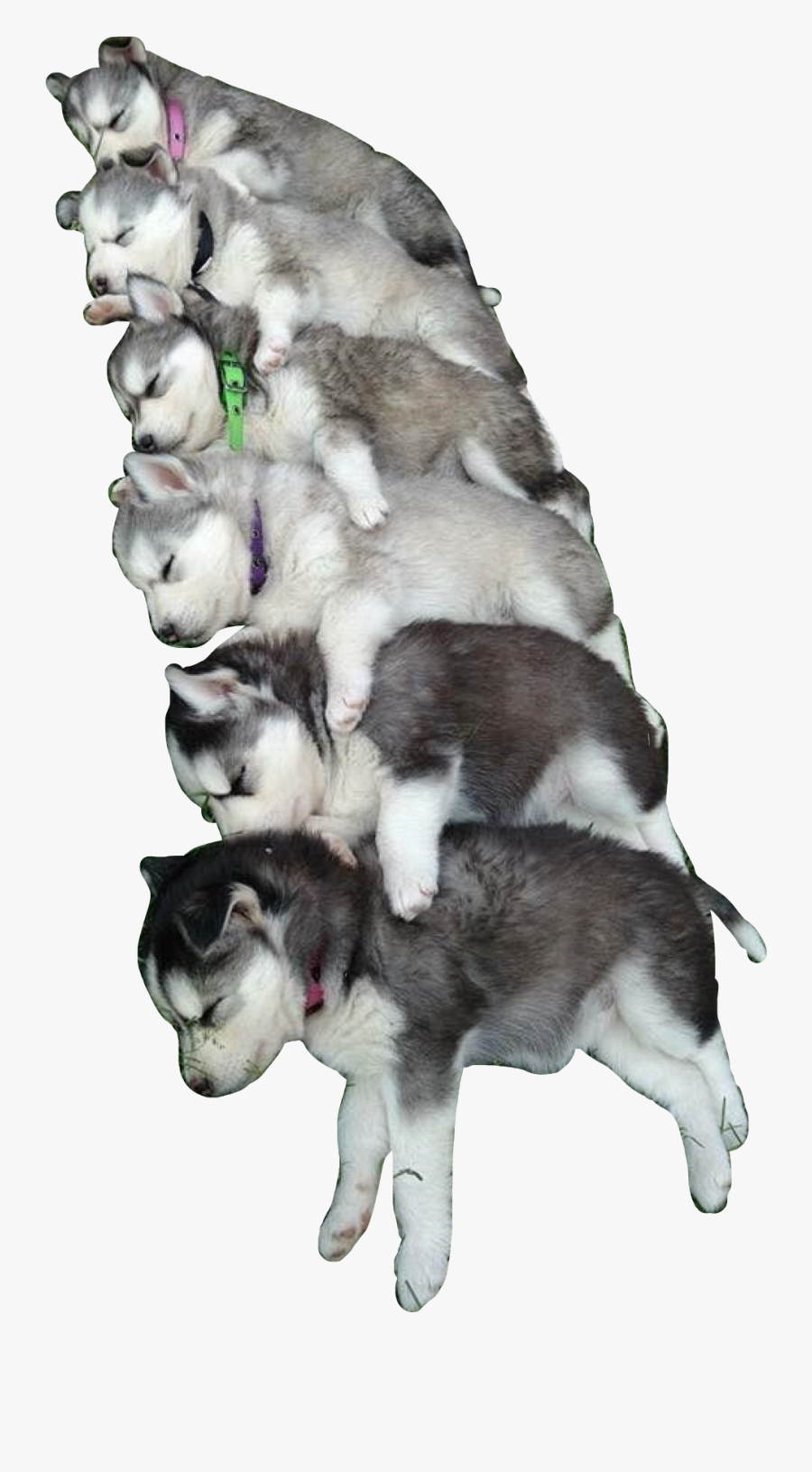 #huskies #pup #puppy #puppies #dogs #dog #dawg #cute - Puppy Grey Siberian Husky, Transparent Clipart