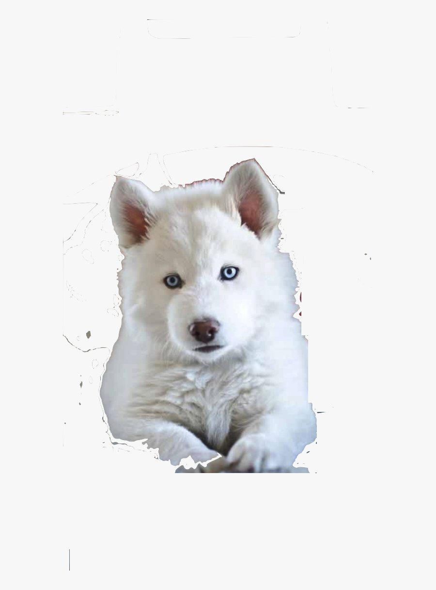 Transparent Husky Puppy Png - Pure White Siberian Husky Puppy, Transparent Clipart