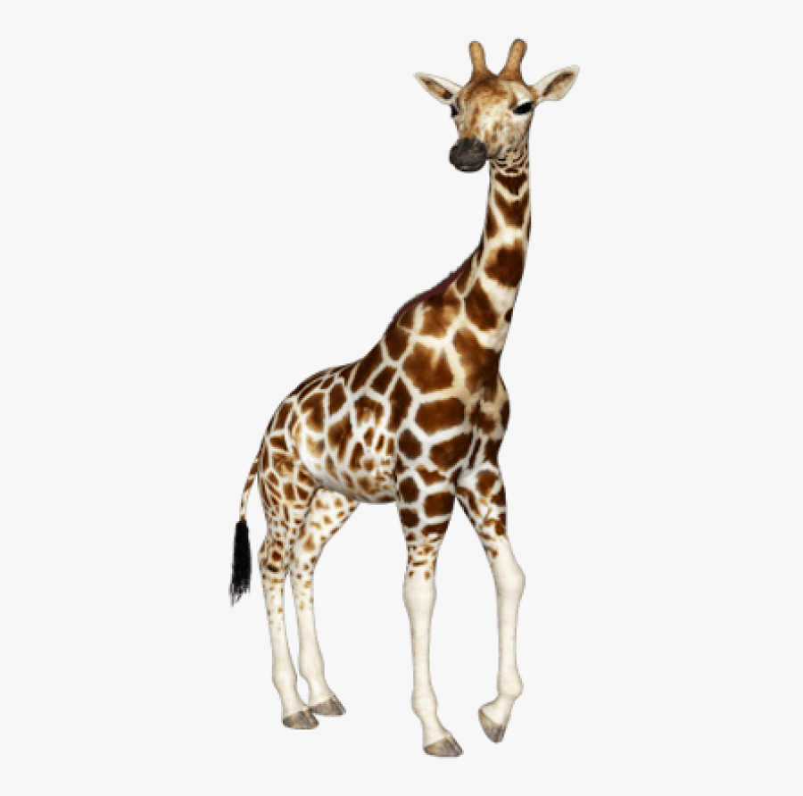 Giraffe Portable Network Graphics Clip Art Image Transparency, Transparent Clipart