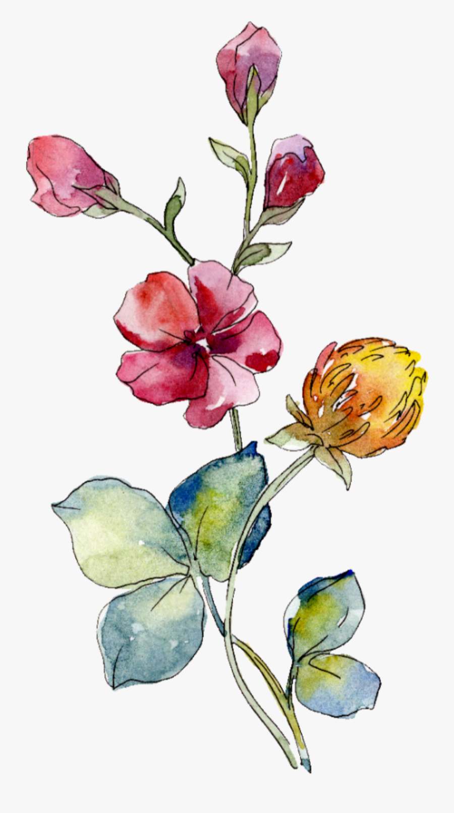 Rose Cliparts Transparent Summer Flower - Watercolor Wild Flower Png, Transparent Clipart