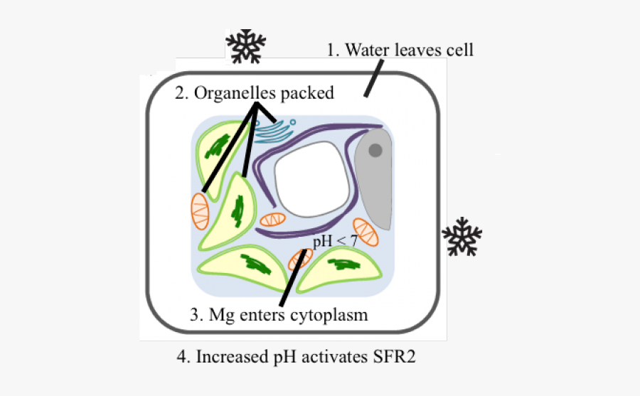 Algae Clipart Cytoplasm - Graphic Design, Transparent Clipart