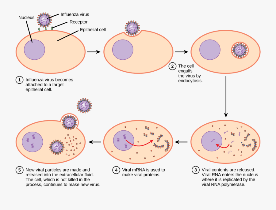 Chapter The And Disease - Virus In Host Cell, Transparent Clipart