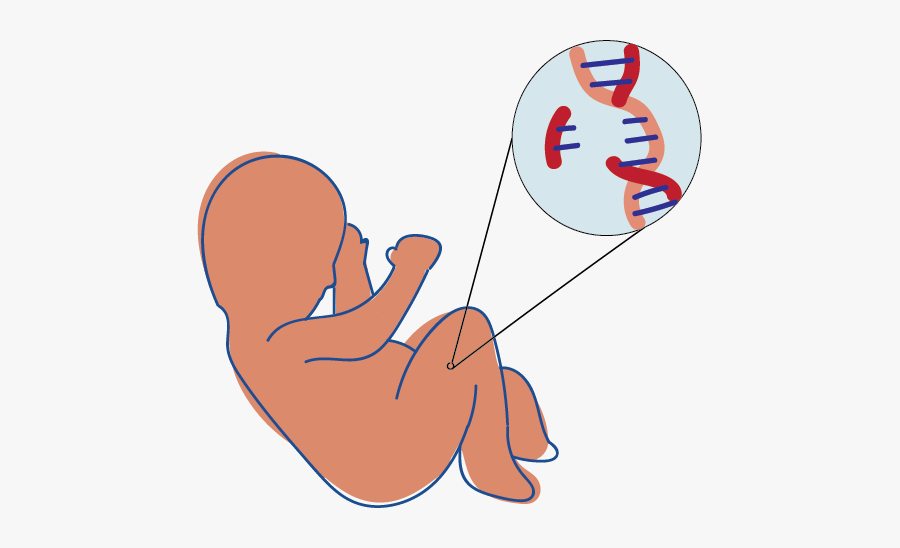 01 17 19 Hs Crispr T Krehbiel, Transparent Clipart