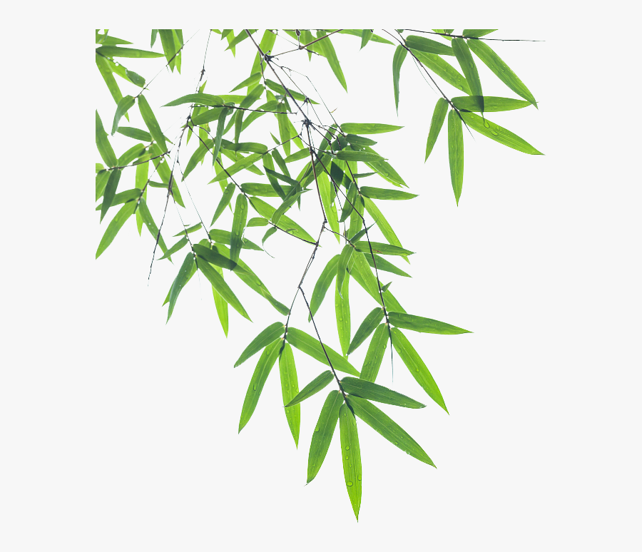 Euclidean Bamboo Vector Leaf Pictures Free Download - Transparent Bamboo Leaf Png, Transparent Clipart