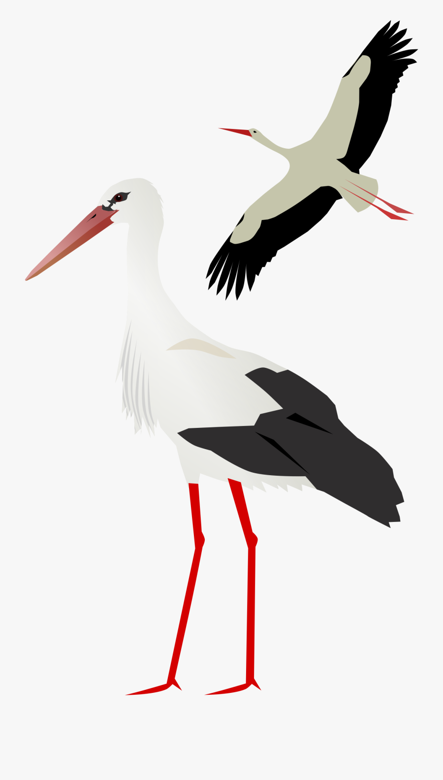 Transparent Crane Bird Png - Stork Png, Transparent Clipart