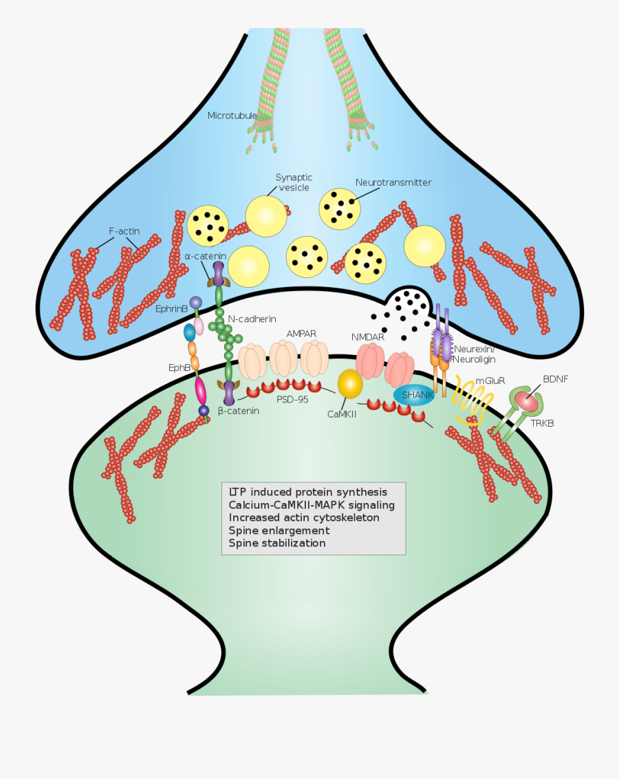 Synaptic Cell Adhesion Molecules - Cell Adhesion Molecules Synapse, Transparent Clipart