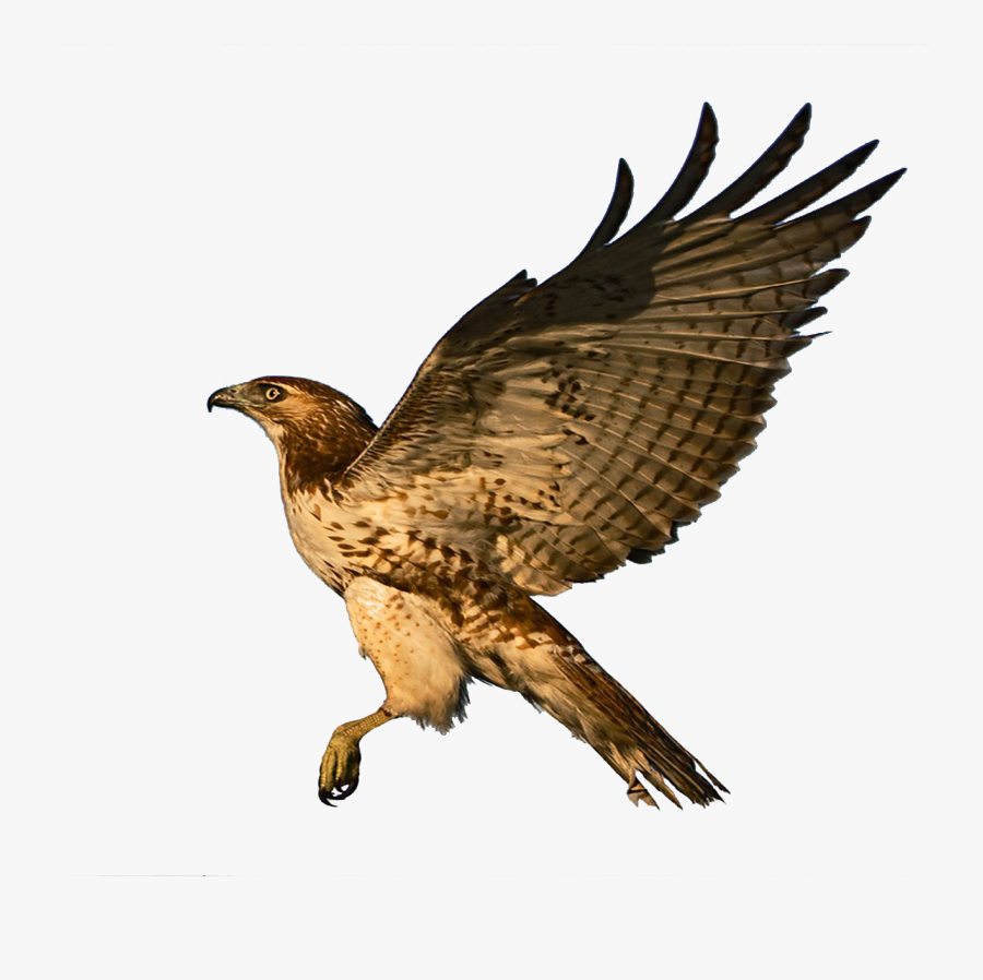 Red Tailed Hawk Clipart Falcon - Red Tailed Hawk Clipart, Transparent Clipart