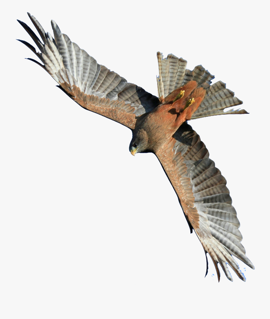 Flying Hawk - Hawk Flying Png, Transparent Clipart