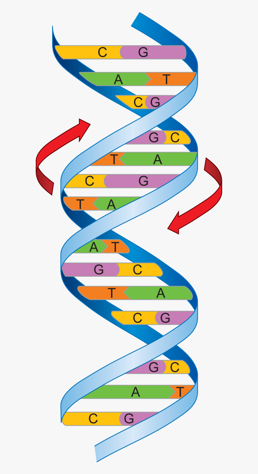 Dna Clipart Nucleic Acid - Cells Have A Genetic Code, Transparent Clipart