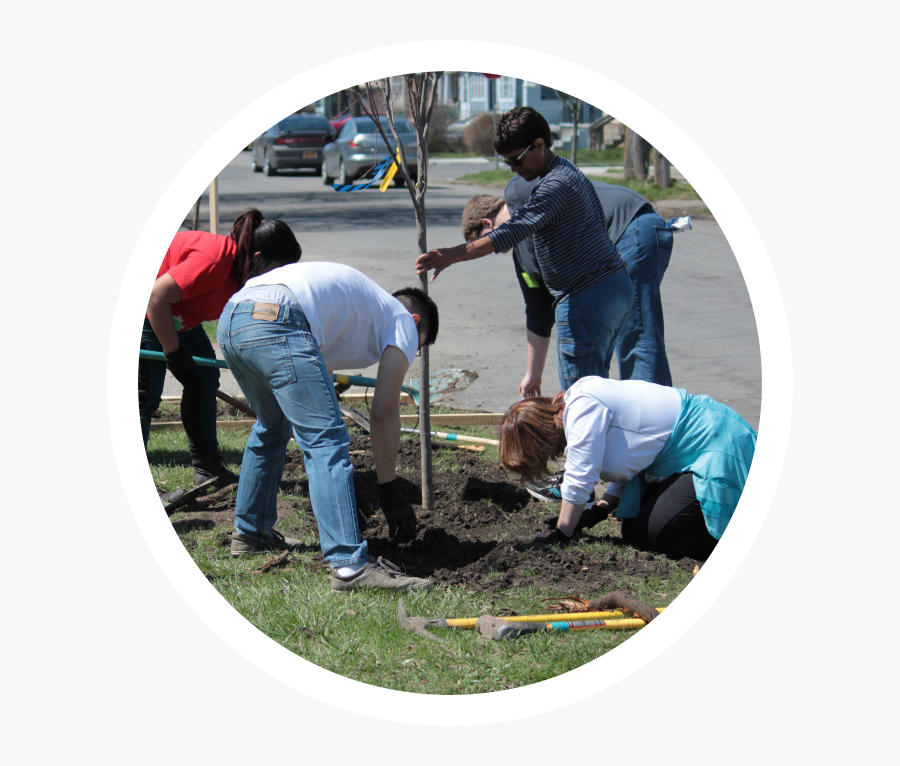 Null - Grass, Transparent Clipart