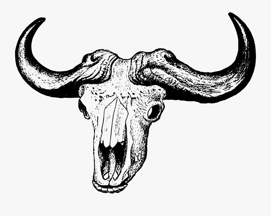 African Buffalo Skull Drawing, Transparent Clipart