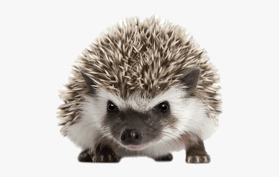 Hedgehog Front View - Hedgehog Transparent, Transparent Clipart