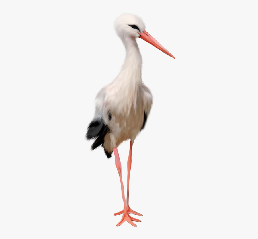 23919 - Stork .png, Transparent Clipart