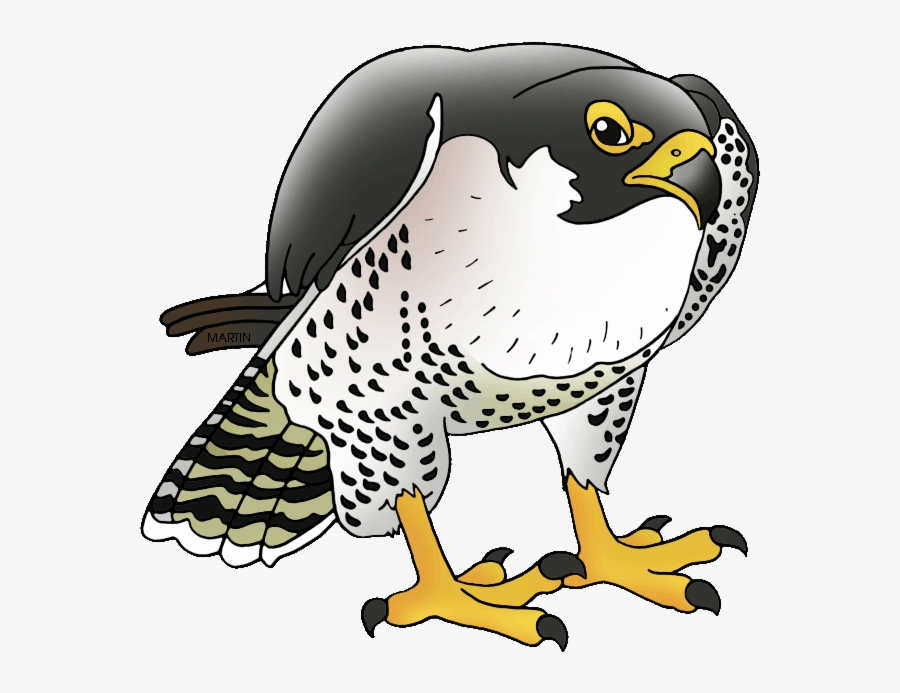 Atlanta Falcons Clipart Falcon Transparent Png - Peregrine Falcon Clipart, Transparent Clipart