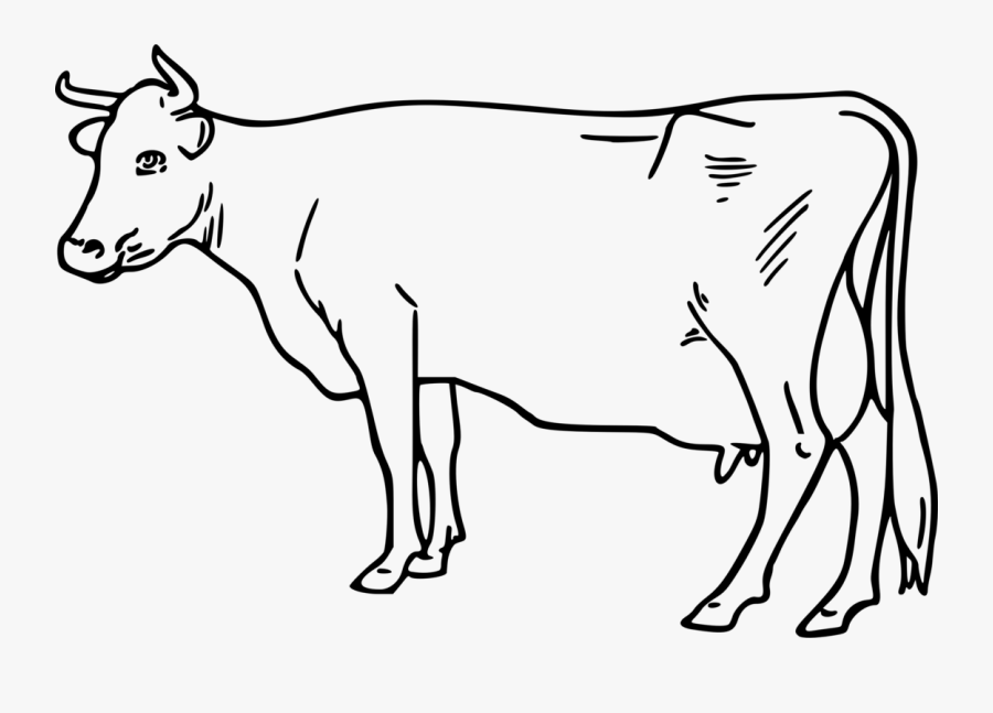 Line Art,vertebrate,snout - Cow Picture Black And White, Transparent Clipart