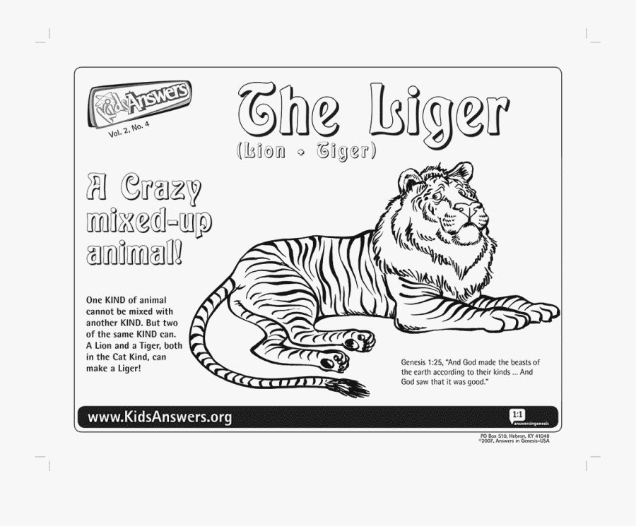 Transparent Liger Png - Liger Coloring Page, Transparent Clipart