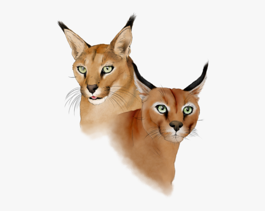 Deer - Lynx, Transparent Clipart