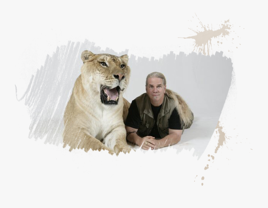 Meet Herculesthe Liger - Hercules The Liger Png, Transparent Clipart