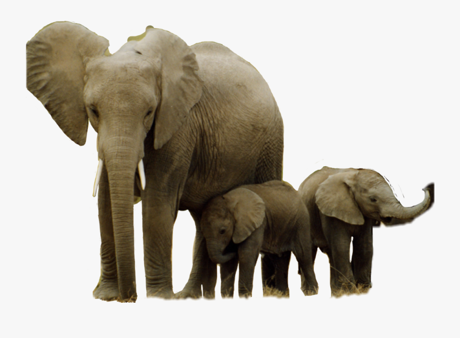 African Elephant Hwange National Park Asian Elephant - Strong Herbivores, Transparent Clipart