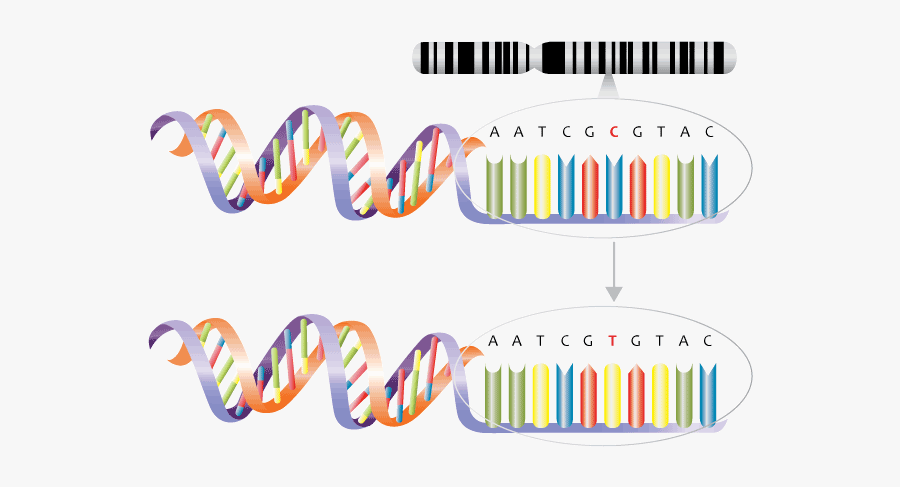 Understanding Genetics Wikimedia Commons - Substitution Mutation, Transparent Clipart