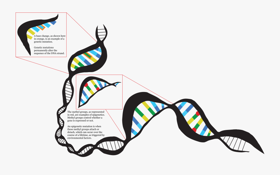 Dna Clipart Epigenetics - Epigenetic Infographic, Transparent Clipart