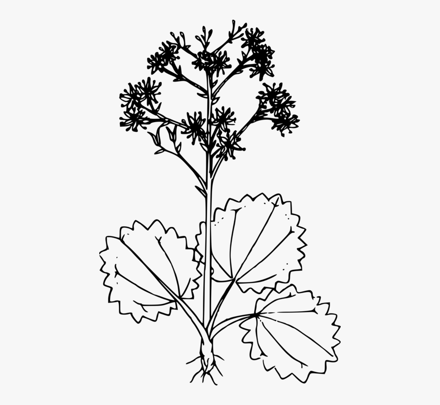 Botany,plant,flower - Clip Art, Transparent Clipart