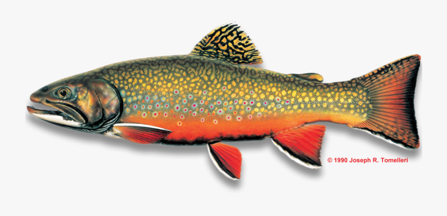 Brook Trout Fish, Transparent Clipart
