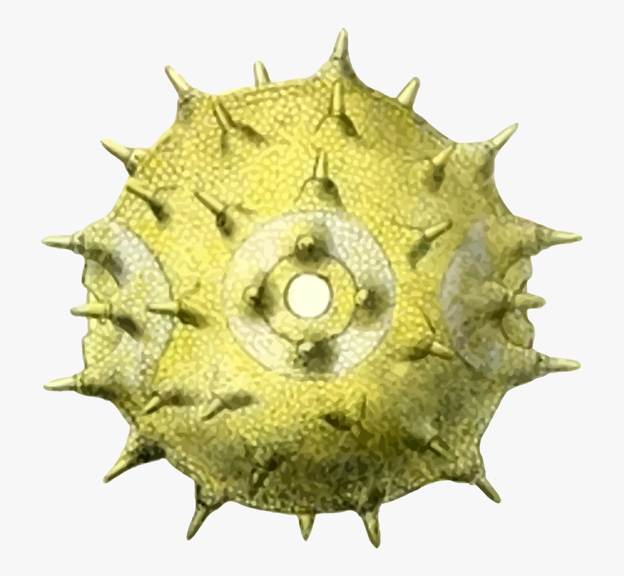 Organism,pollen,bee - Pollen Clipart, Transparent Clipart