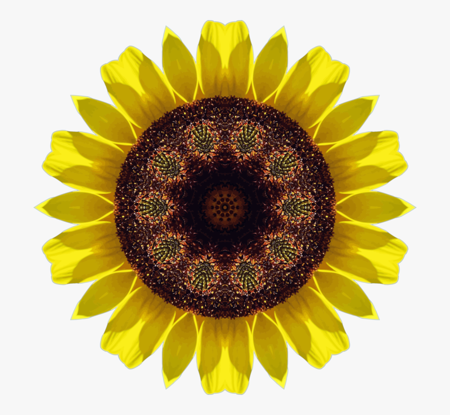 Pollen,sunflower Seed,plant - Bsi Builder Services Logo, Transparent Clipart
