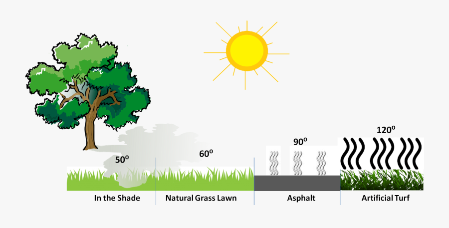Transparent Beech Tree Clipart - Benefits And Importance Of Planting Trees, Transparent Clipart