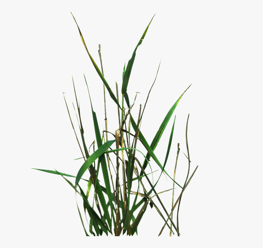 Grass Blade Texture Png - Unity 2d Grass Texture, Transparent Clipart