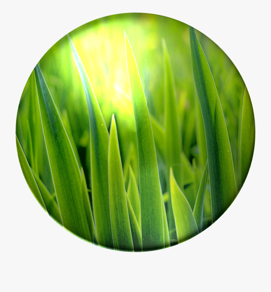 Bulbasaur, Grass Poison - Green Grass, Transparent Clipart