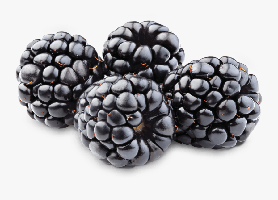 Transparent Blackberry Png, Transparent Clipart