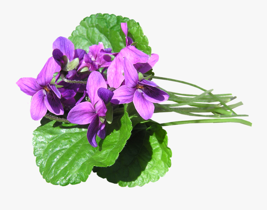 Pink Violets - Blue Violet, Transparent Clipart