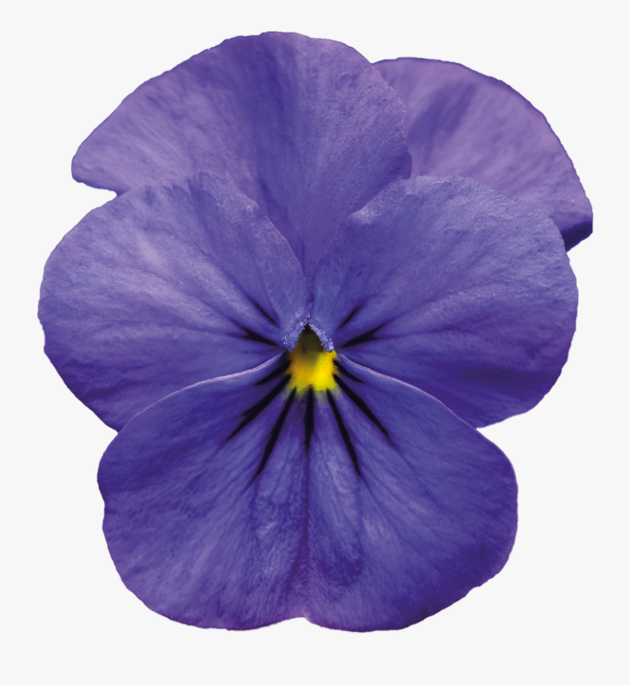 Download Image Violet Transparent Background - Blue Violet Flower Png, Transparent Clipart