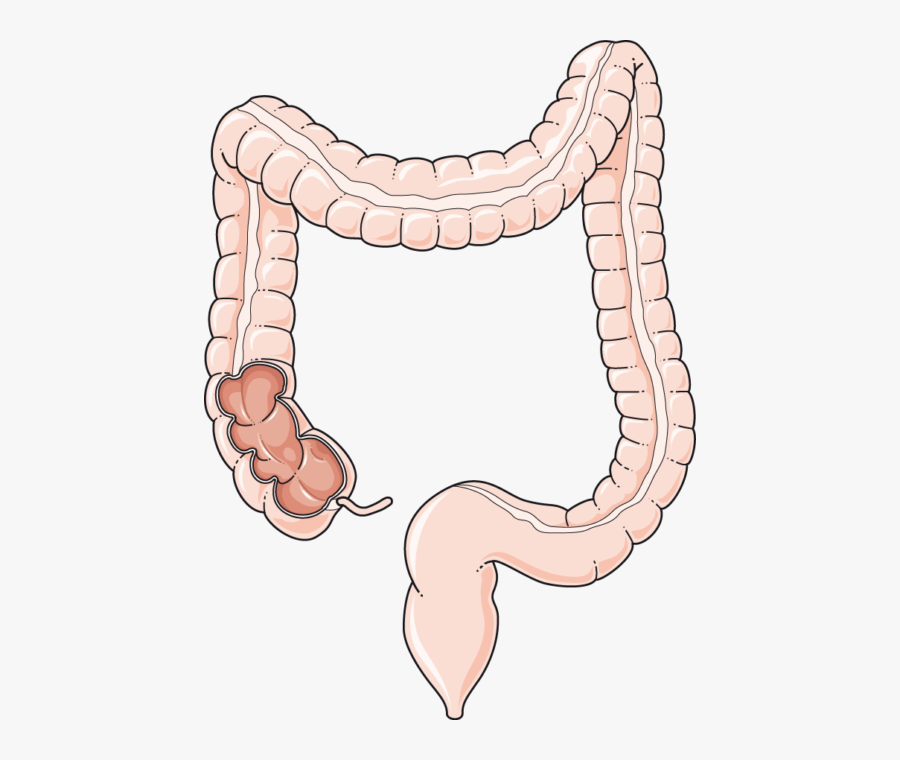 Colon Png, Transparent Clipart