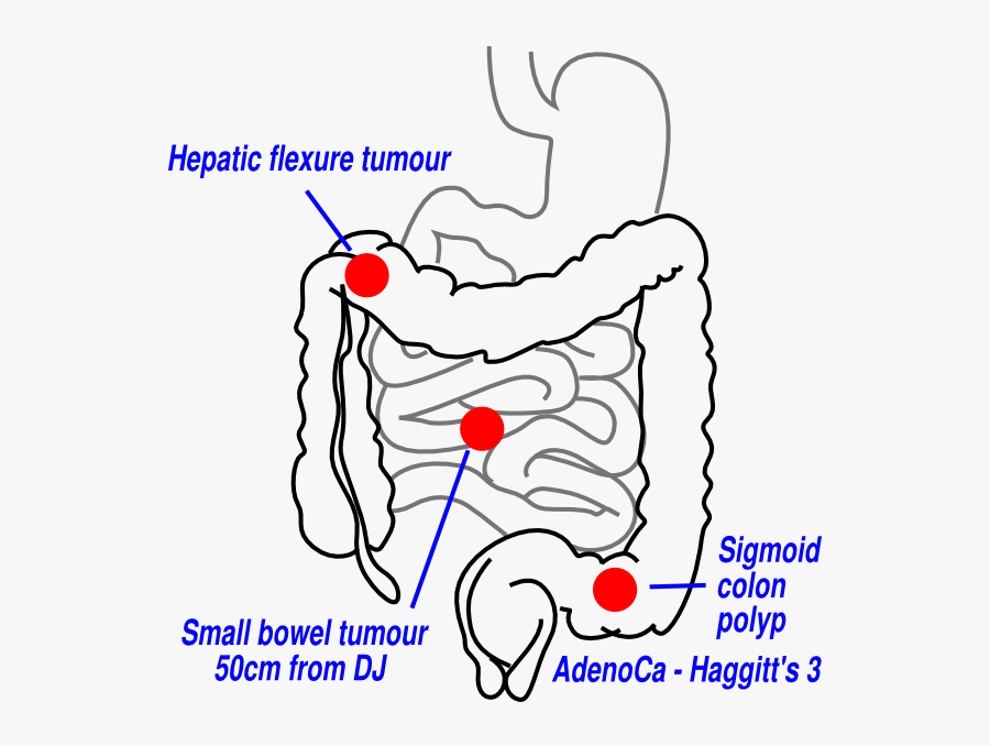 Human Organ System Drawing, Transparent Clipart