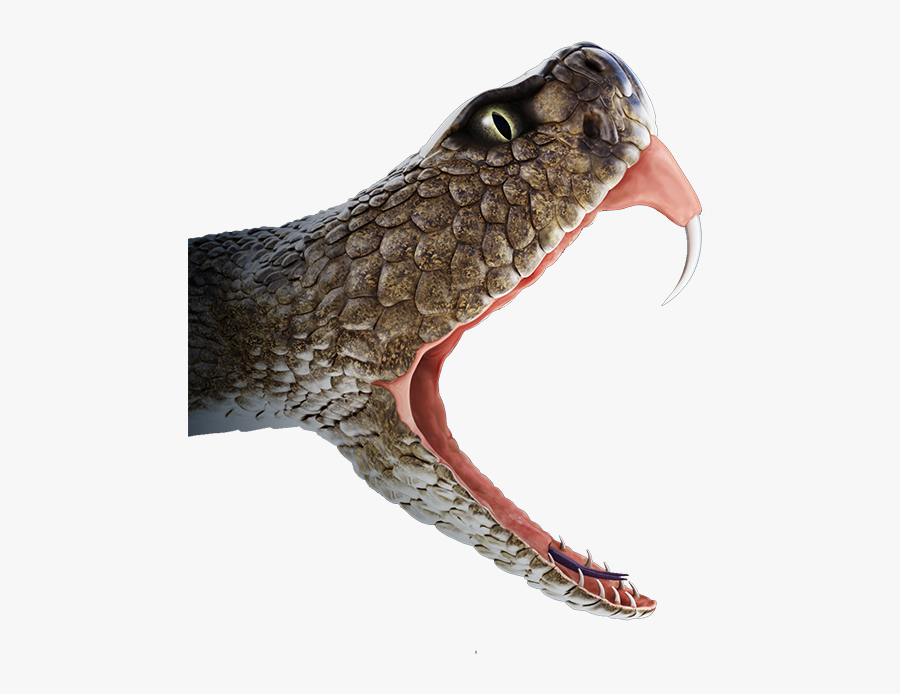 Transparent Snake Tongue Png - Snake Mouth Png, Transparent Clipart