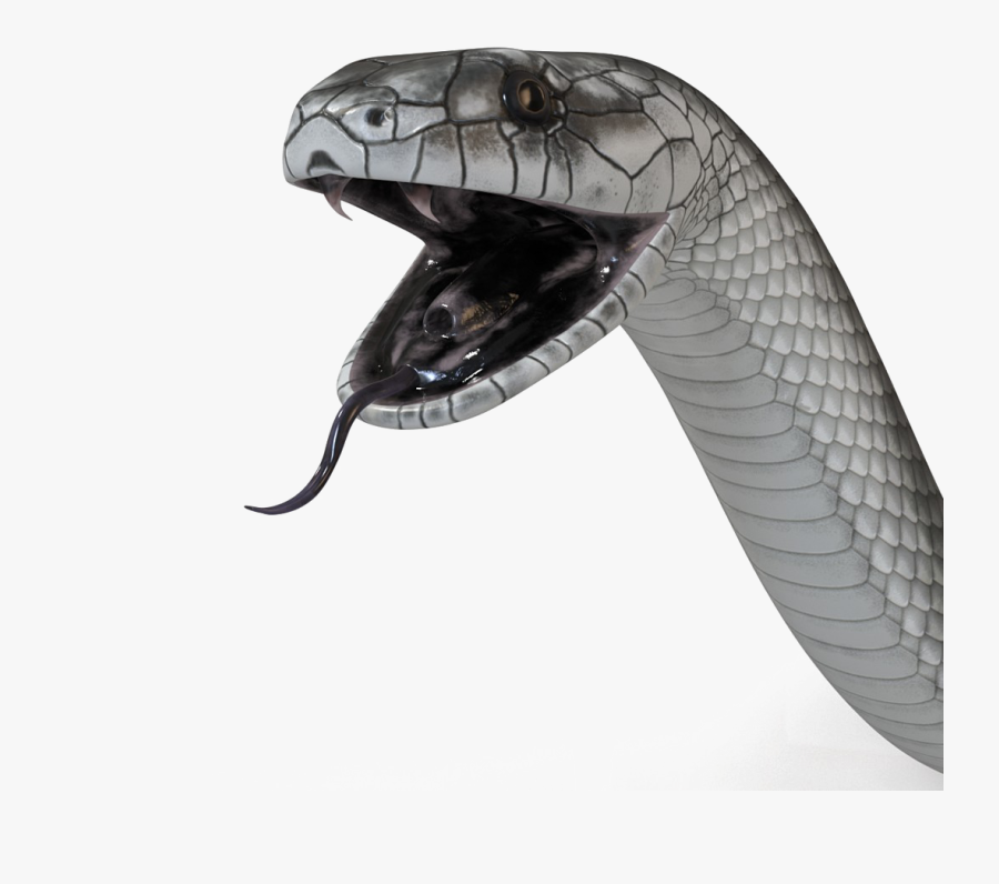 Черная мамба 2023. Чёрная мамба змея. Змея на белом фоне. Змеи кобры. Прозрачная змея.