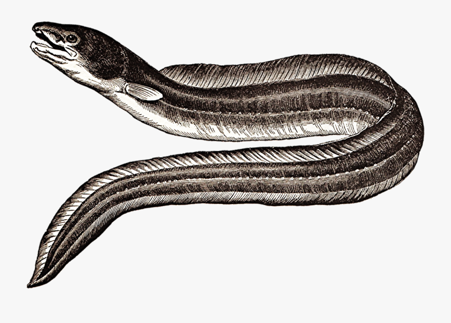 Japanese Eel, Transparent Clipart