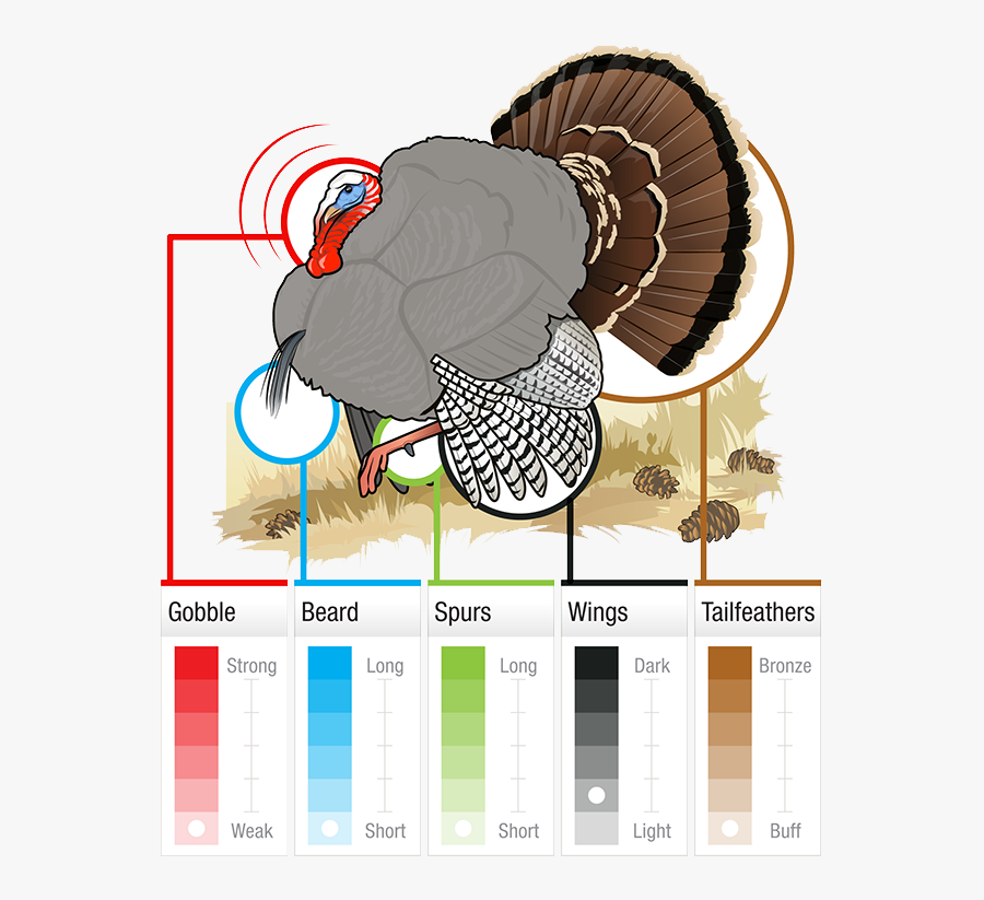 Hunter Clipart Hunting Gear - Rio Grande Merriam Turkey, Transparent Clipart