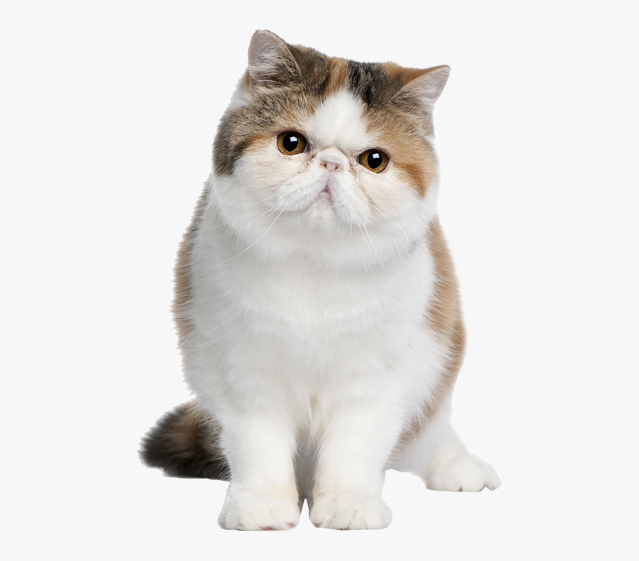 Exotic Coon British Cat American Persian Shorthair - Exotic Shorthair, Transparent Clipart