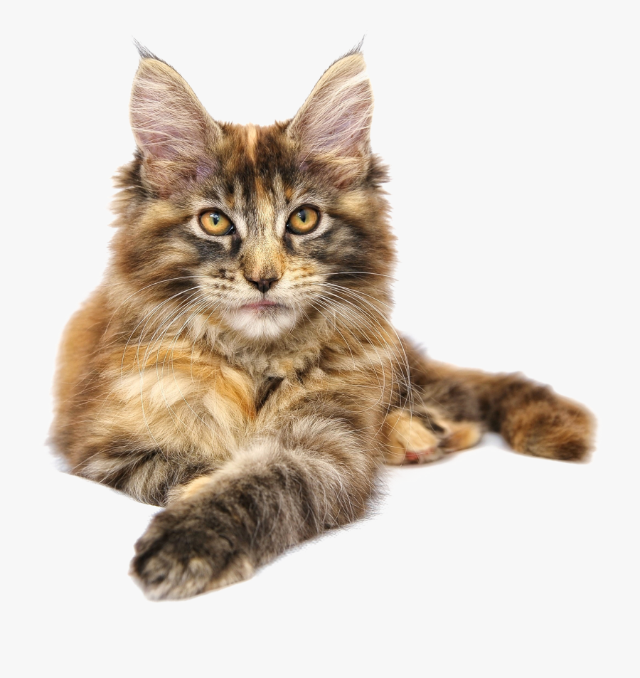 Clip Art Short Haired Maine Coon Maine Coon Cat Clear Background , Free Transparent Clipart