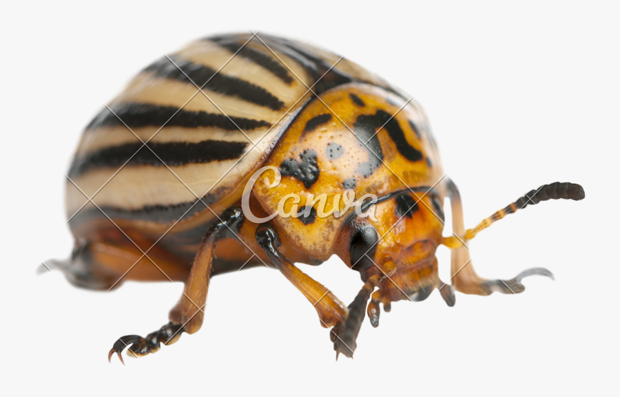 Clip Art Potato Bug Image - Leaf Beetle, Transparent Clipart