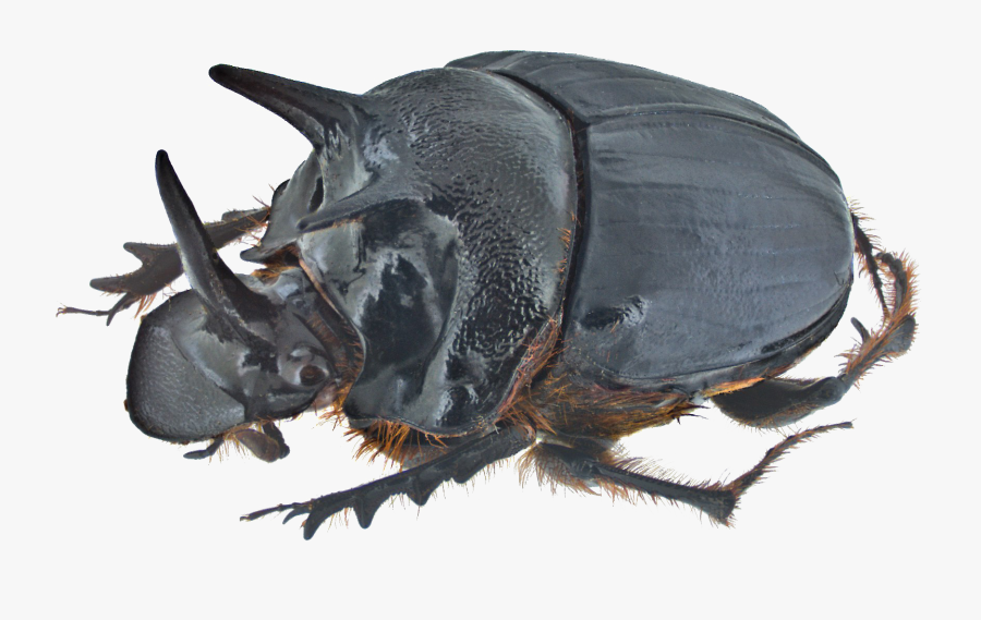 Insect,dung Rhinoceros Beetle,ground Beetle,stag Beetles - Onthophagus Ferox, Transparent Clipart