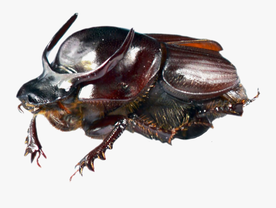 Dung Beetle Transparent Png - Onthophagus Taurus Dung Beetle, Transparent Clipart
