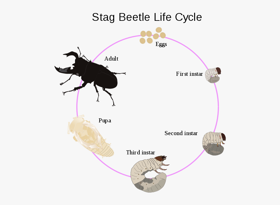 Life Cycle Stag Beetle Larvae, Transparent Clipart